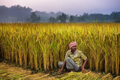 बारामा ८ अर्ब ६४ करोडको धान उत्पादन